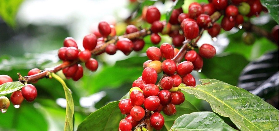 Timor araabika kohivoad