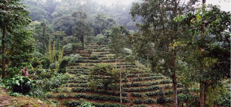 Guatemala kohviistandus