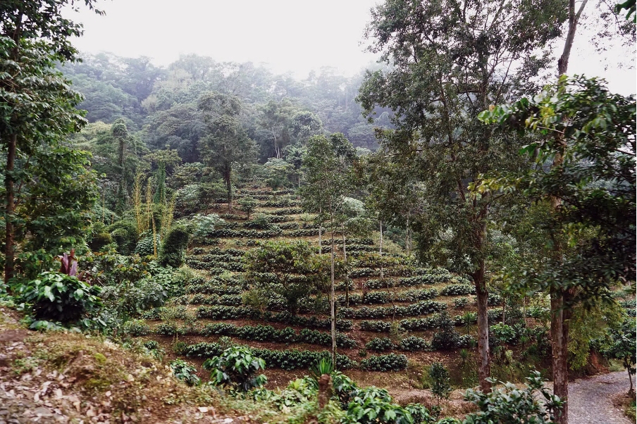 Guatemala kohviistandus